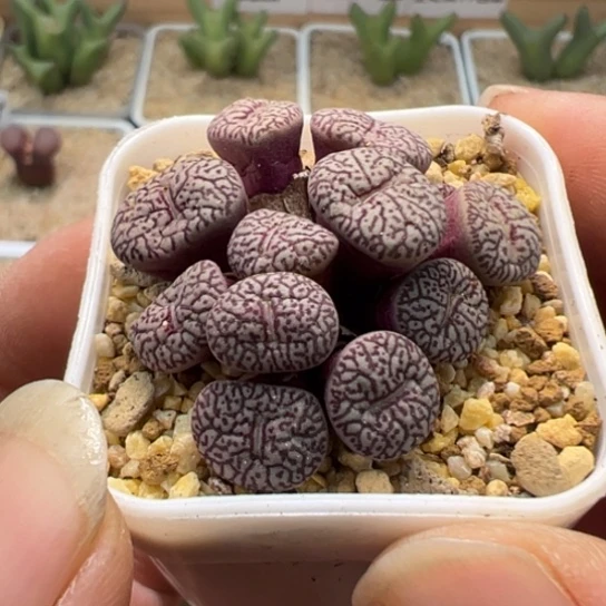 莫小锥一颗304。