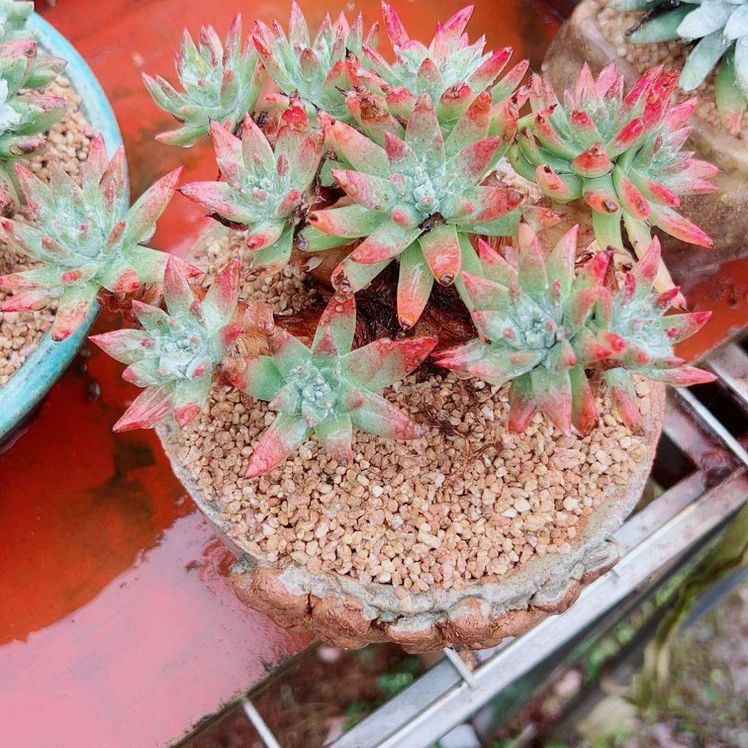 2081白雪仙女杯多肉