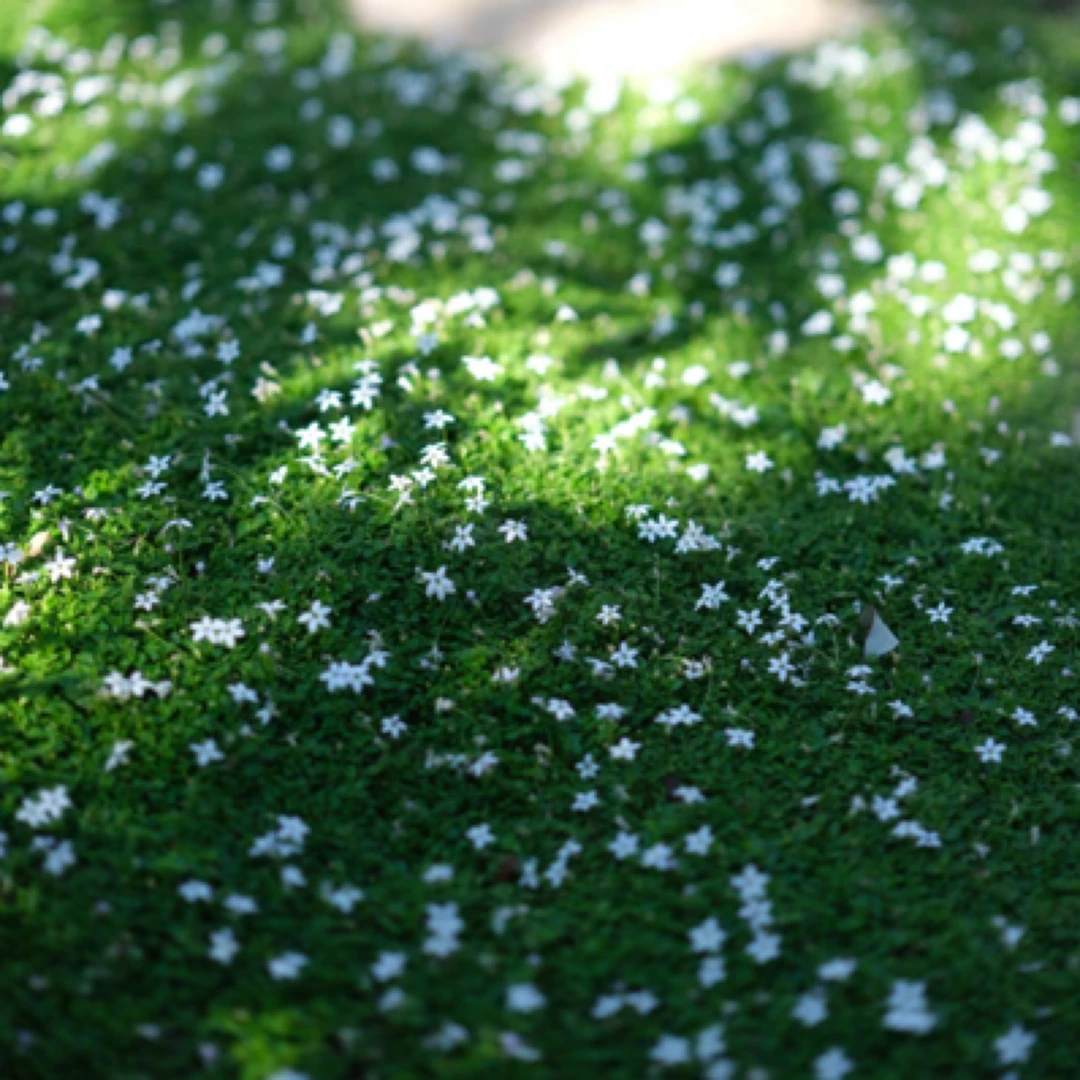新西兰半边莲耐寒耐热多年生