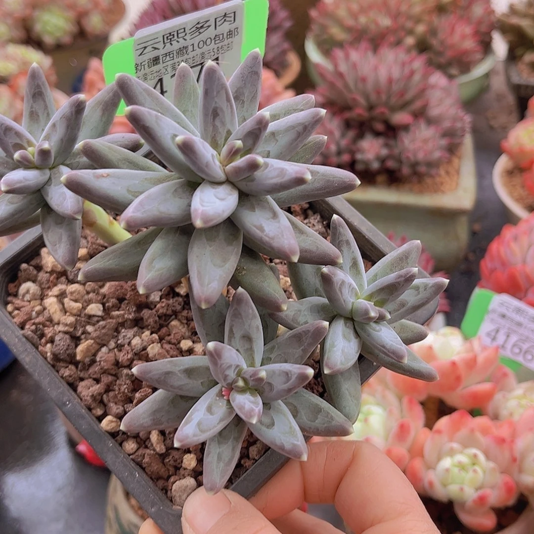 4171凤羽多肉植物