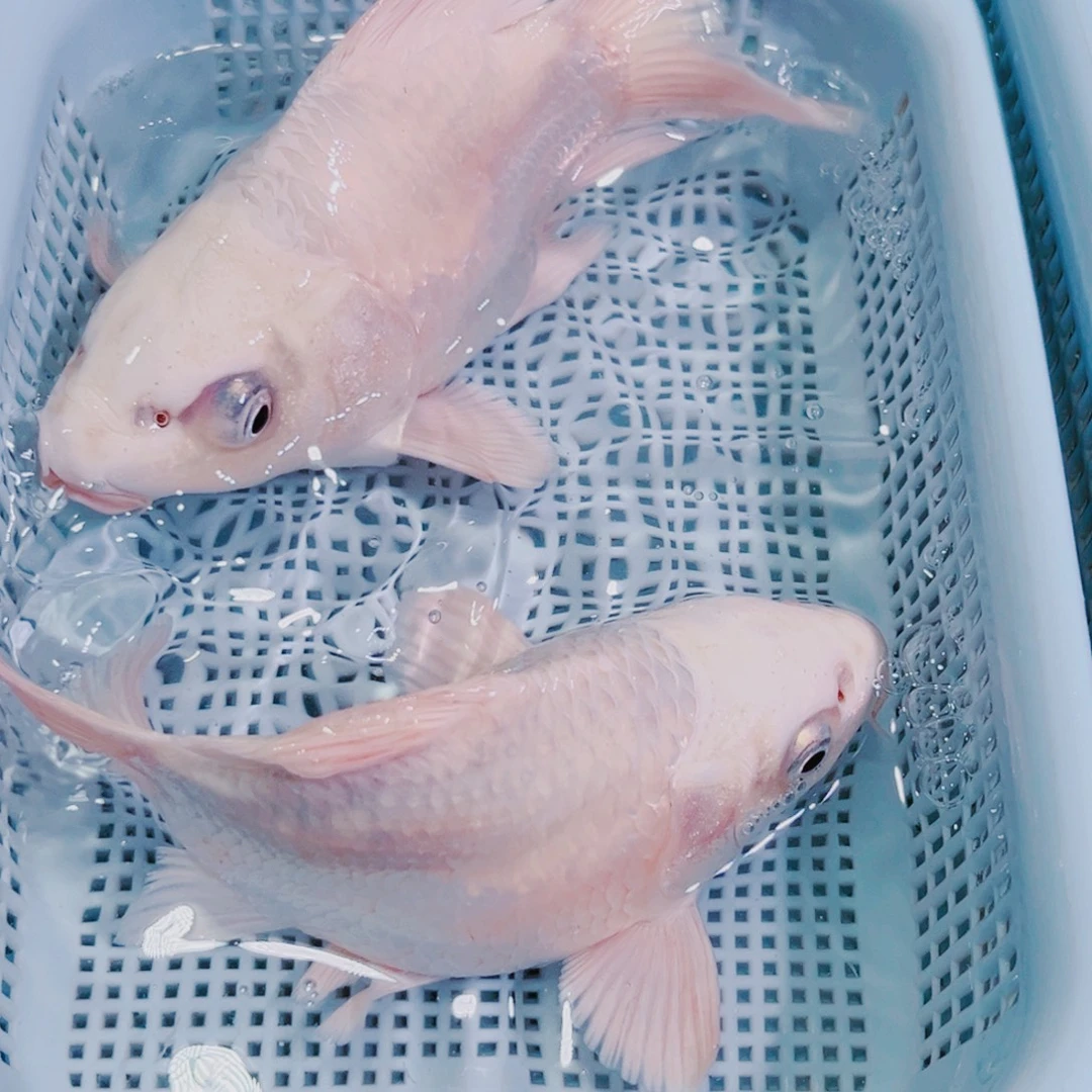 锦鲤锦鲤冷水鱼观赏