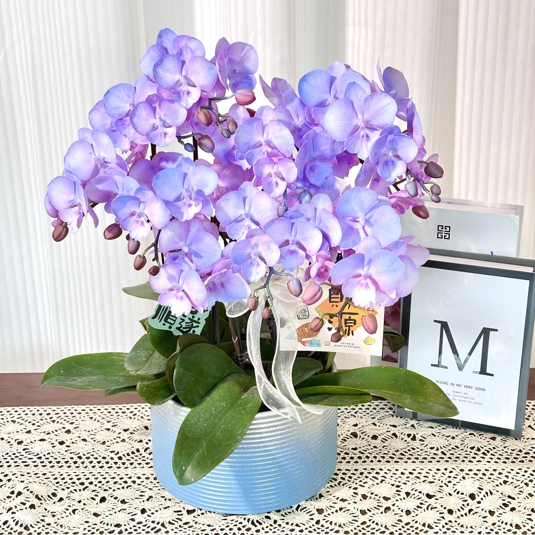 【浪漫极光】温柔系蝴蝶兰鲜花组盆 喷色开花株  年宵花  送人送礼