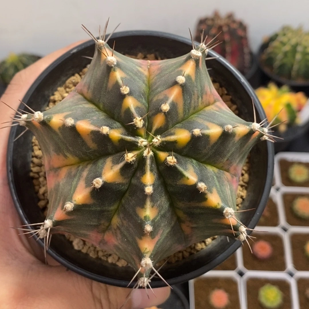 泰系全品米哈—带盆土发货7