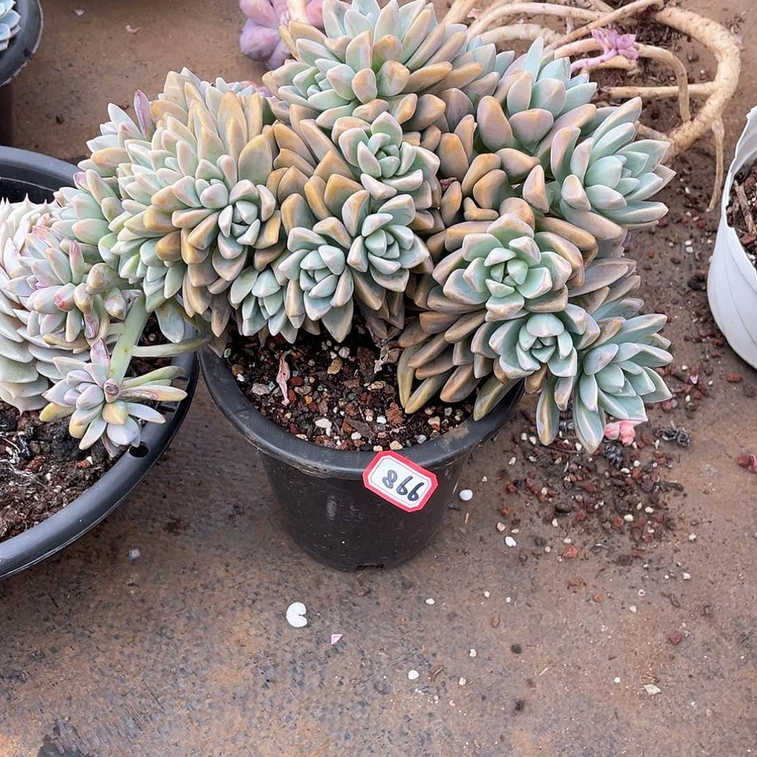 866淡雪缀一物一拍多肉