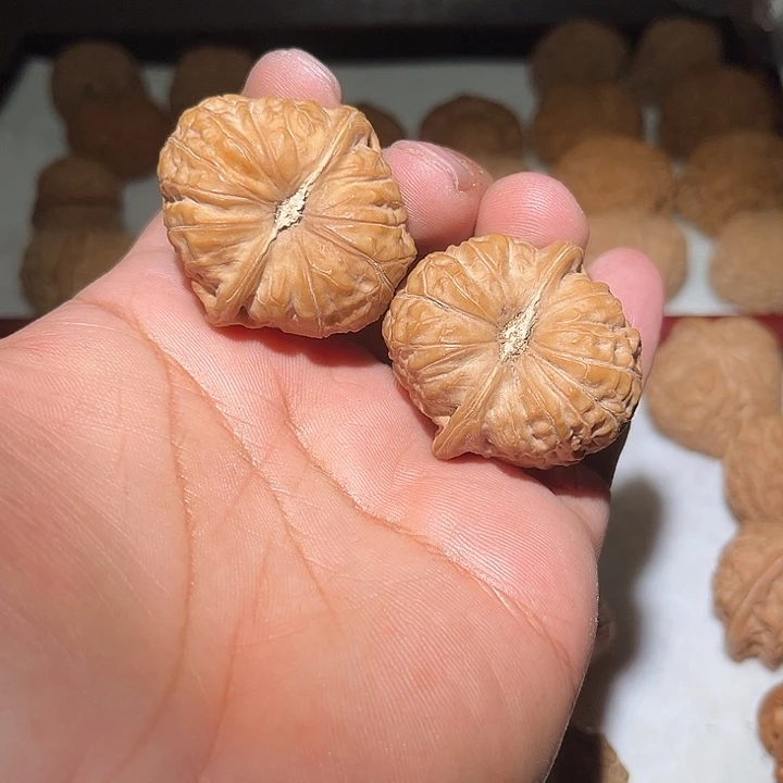 木40全品南瓜敦。