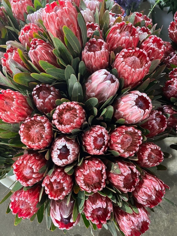 公主花帝王花木百合鲜切花可以做成干花冷链包邮