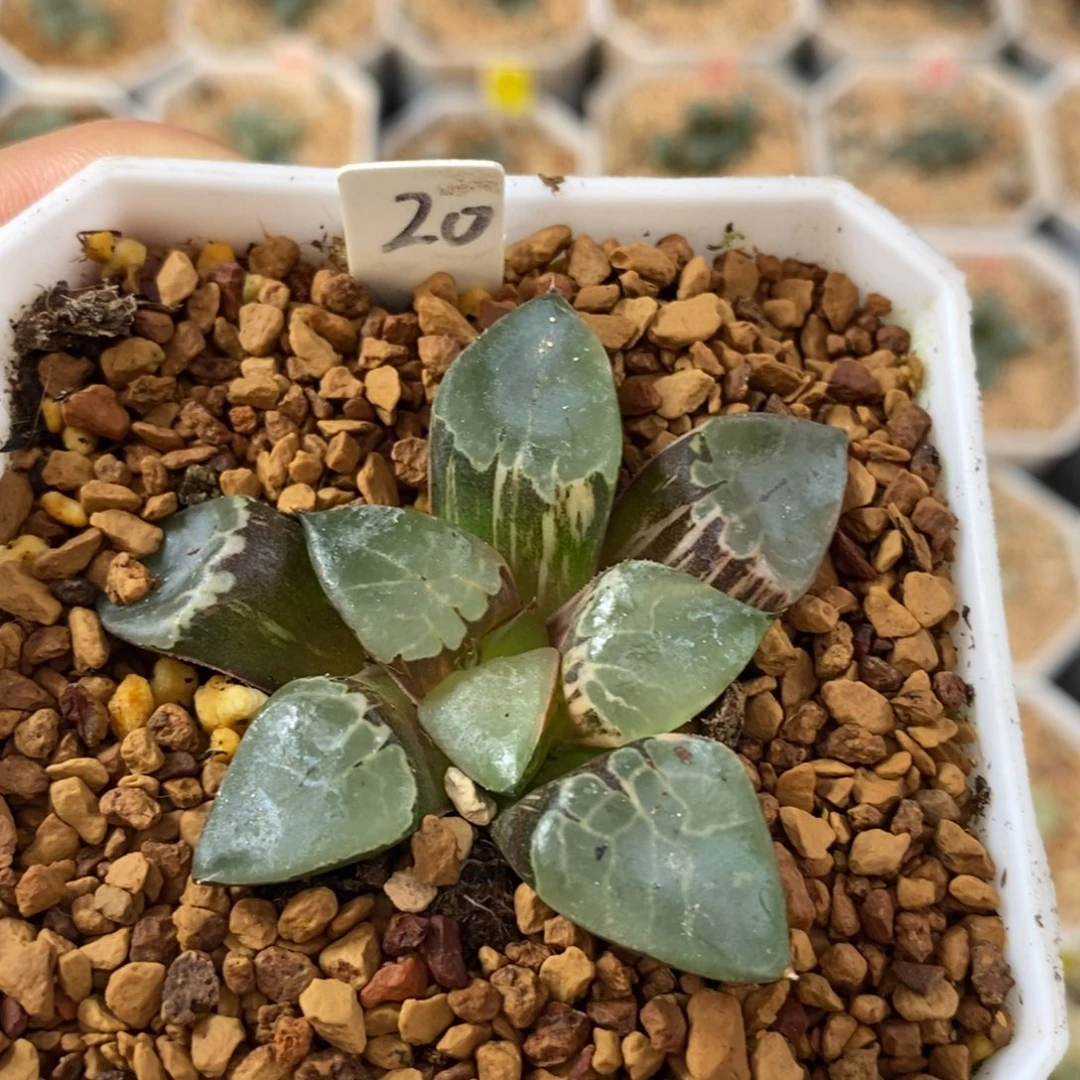 20火凤凰十二卷多肉