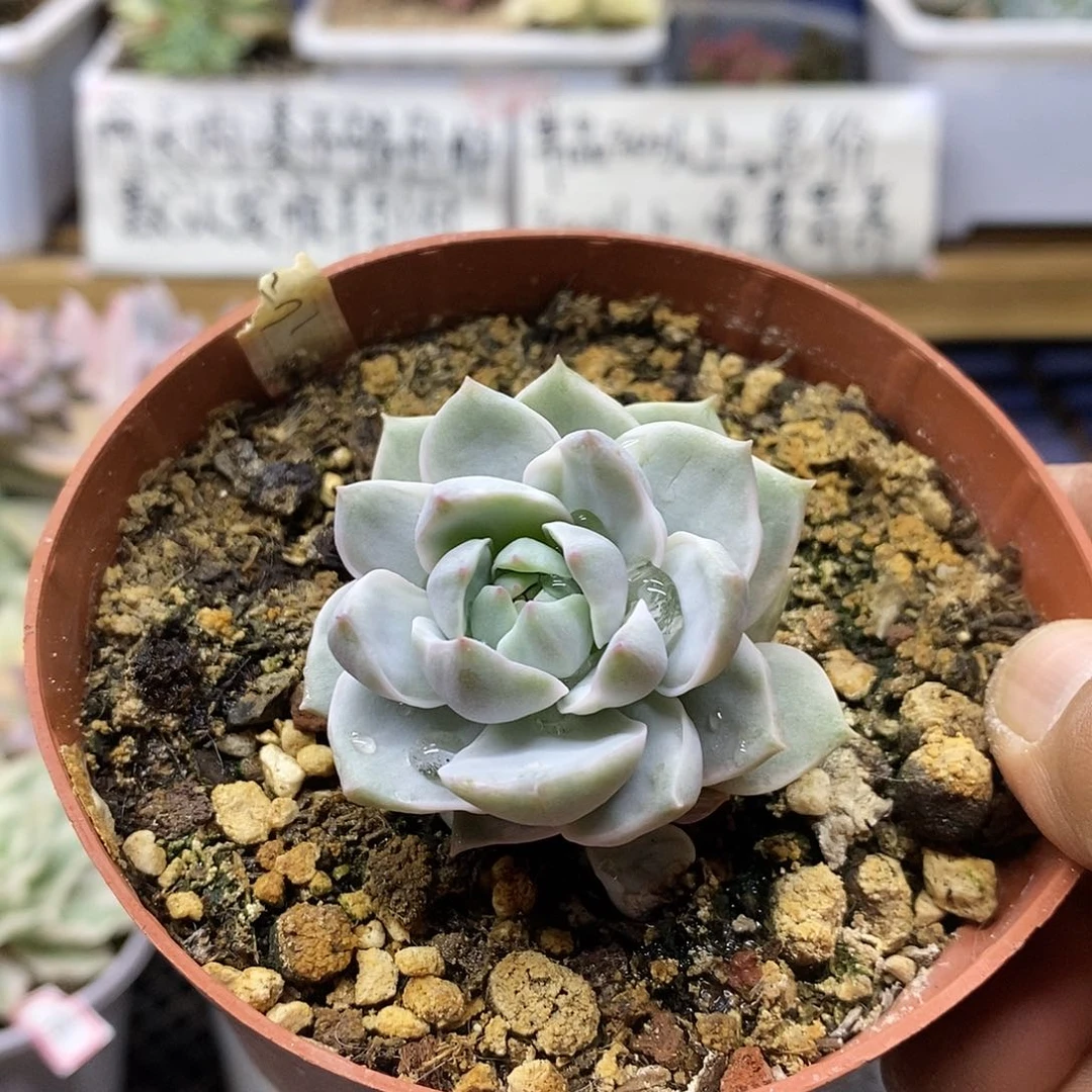 1155 白牡丹锦多肉