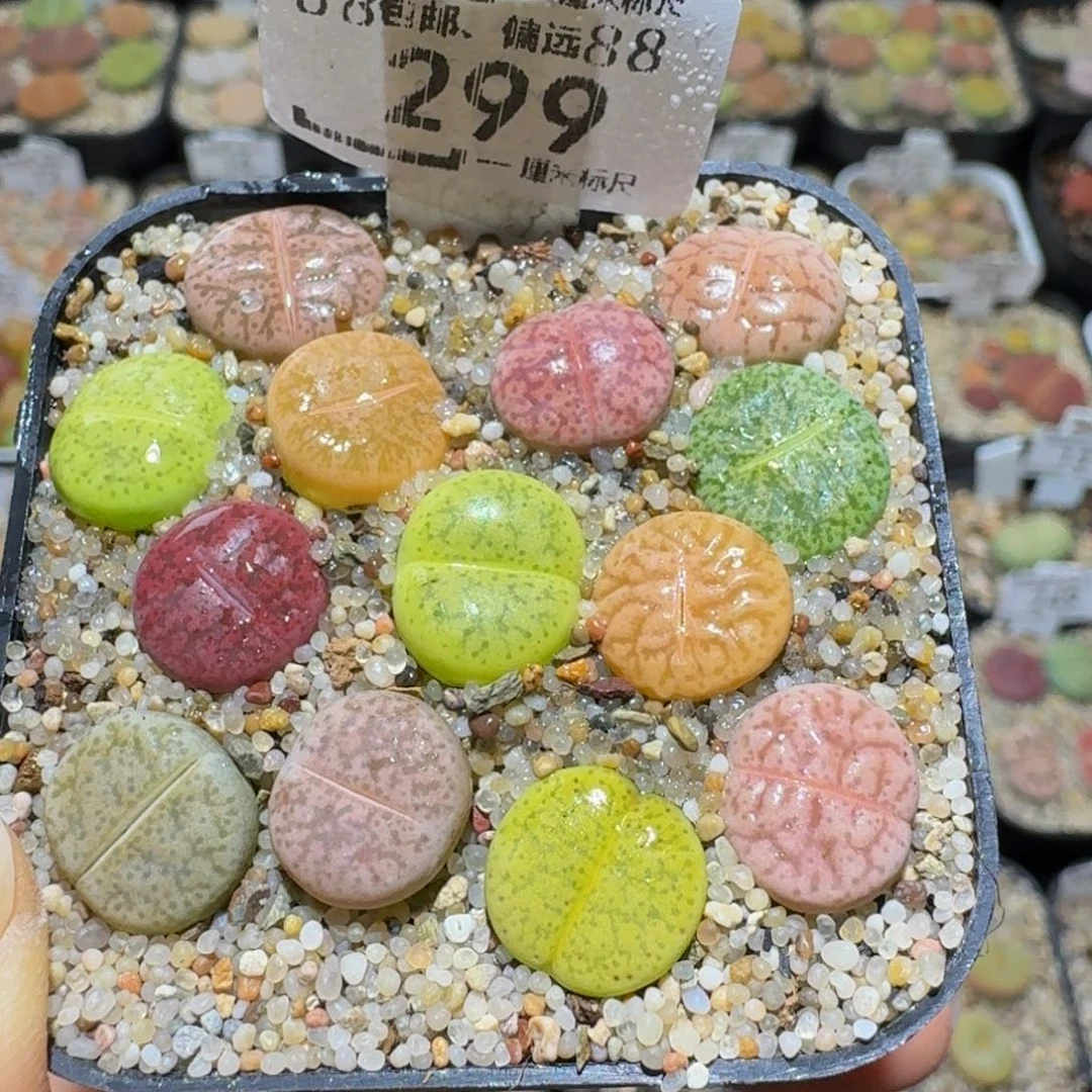 Ssss精品生石花299