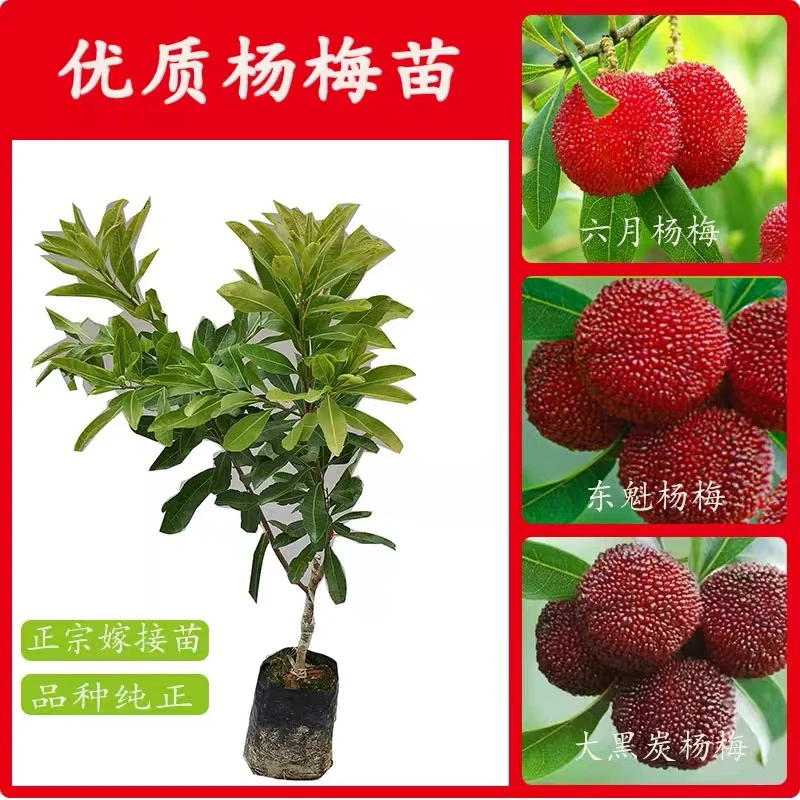 嫁接杨梅树苗东魁 黑炭 白水晶嫁接苗盆栽地栽杨梅大苗