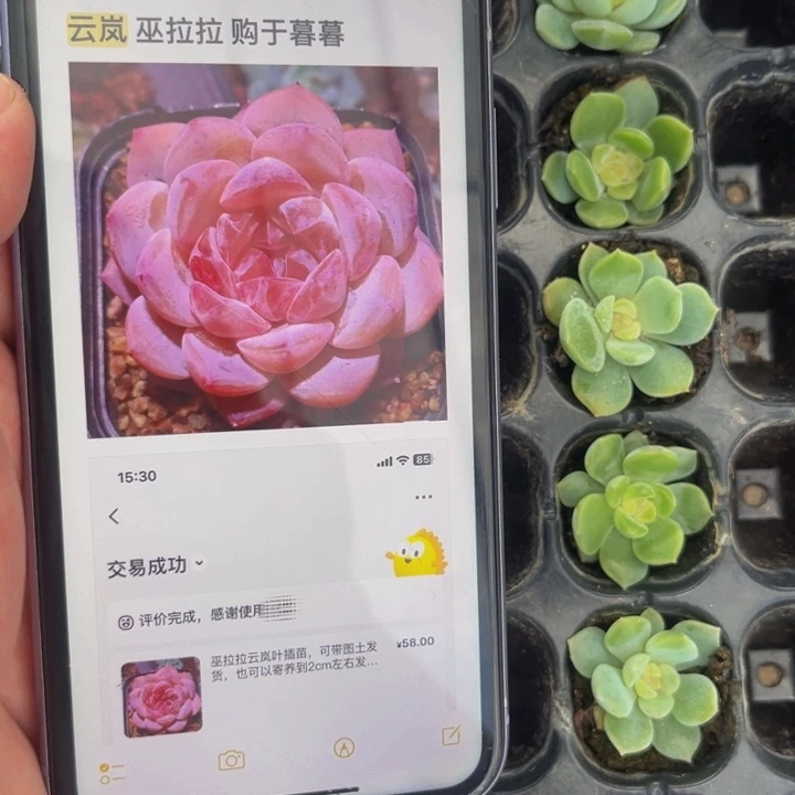 巫拉拉云岚，满9.9包邮