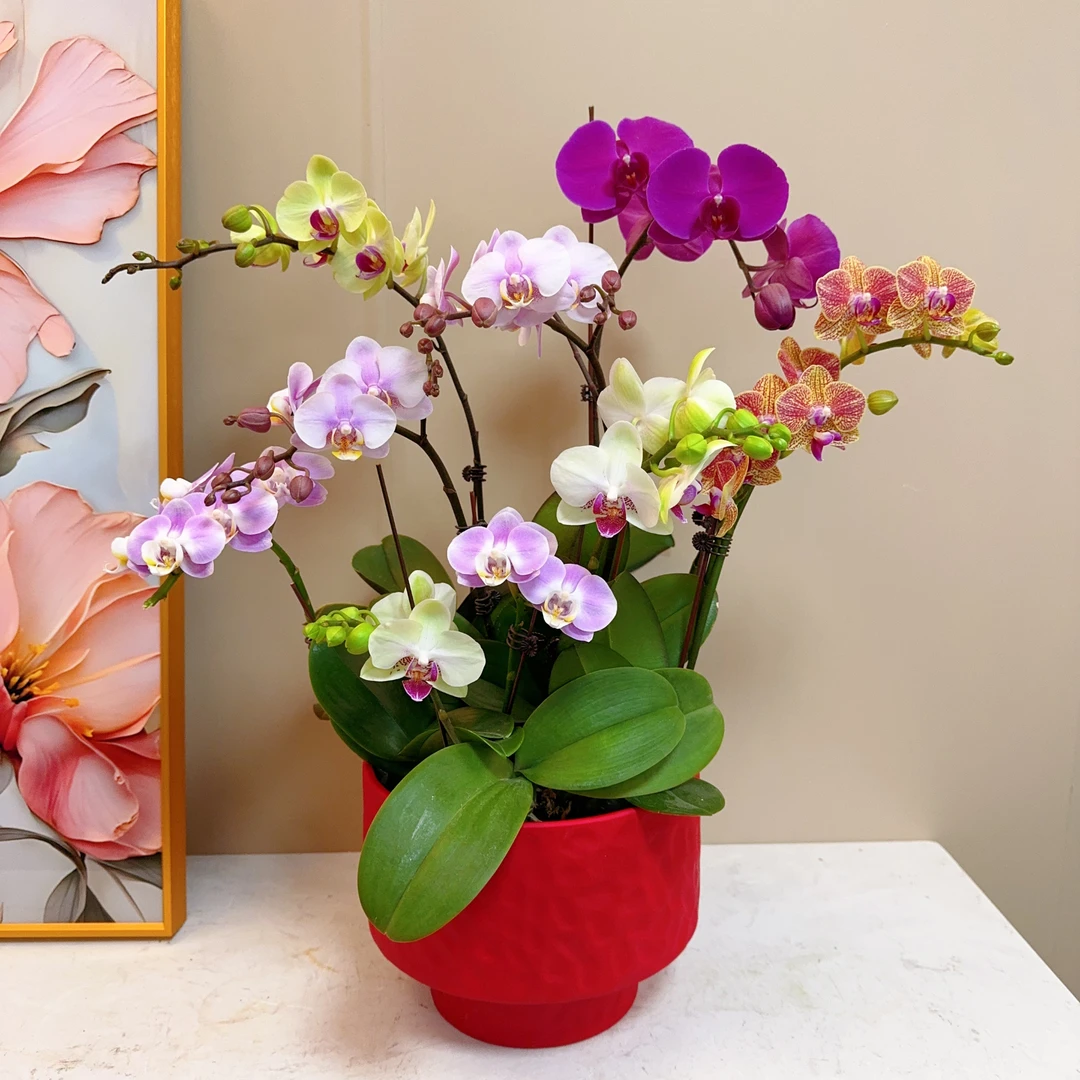 【长长久久】艺术组盆九花剑随机颜色品种 带花带苞 佛山花卉源头基地 送花盆