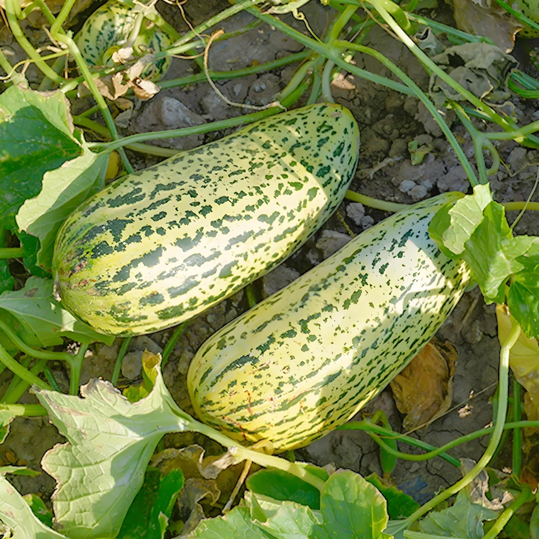 【满五包包邮】花皮牛角蜜种子大全春季四季播阳台盆栽水果种子甜脆