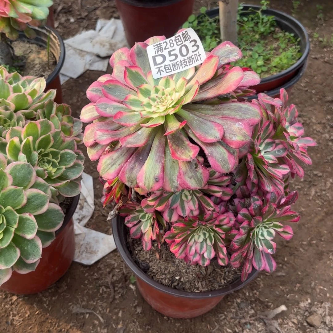M. 503红铜白多肉1？ba