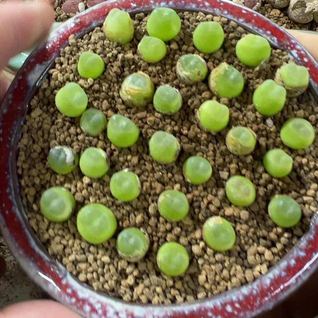 量拍拉登一颗，多肉植物