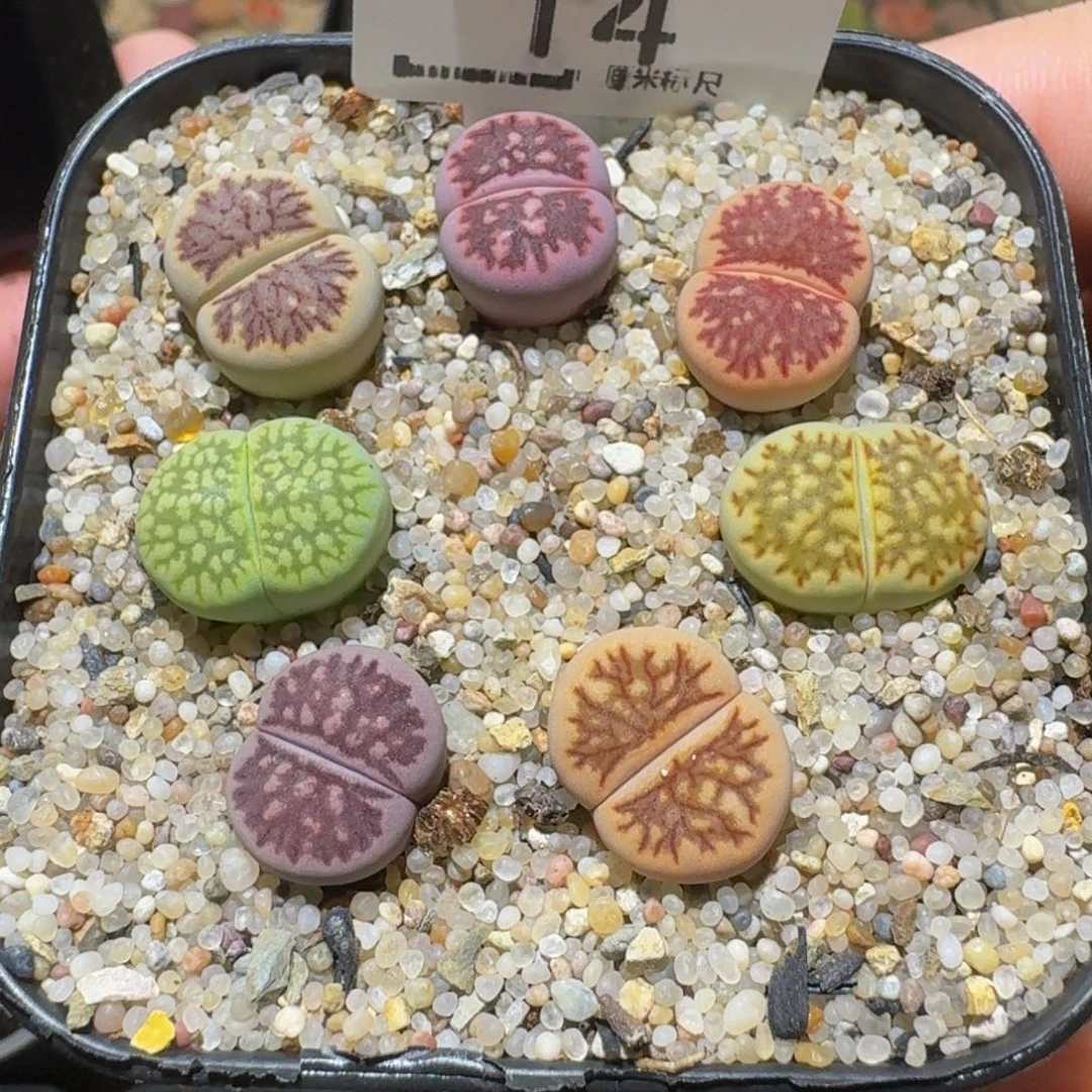 Sssss精品生石花14彩菊