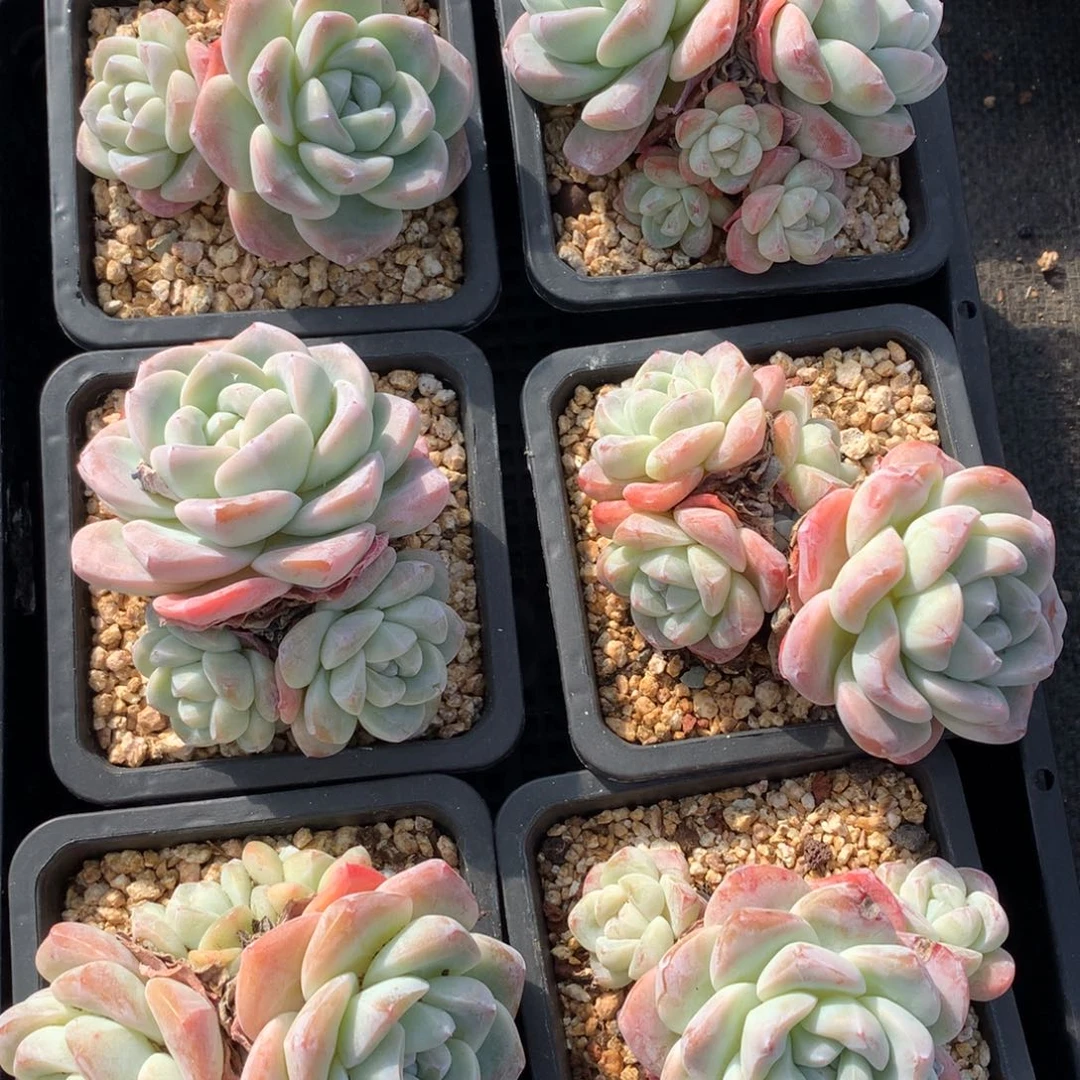 1207-10 老桩冰玉