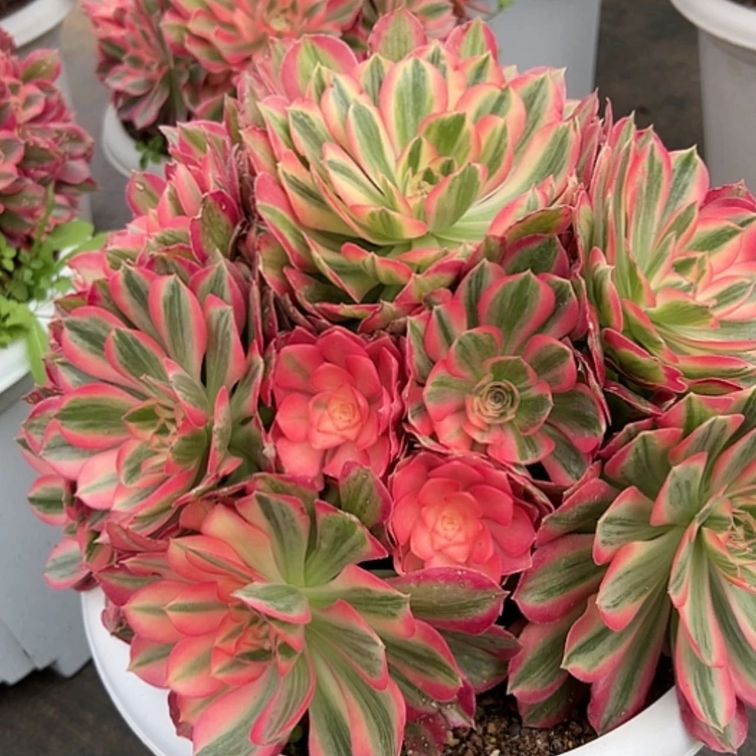 【闪购商品】红陶渔*极11111111111111111