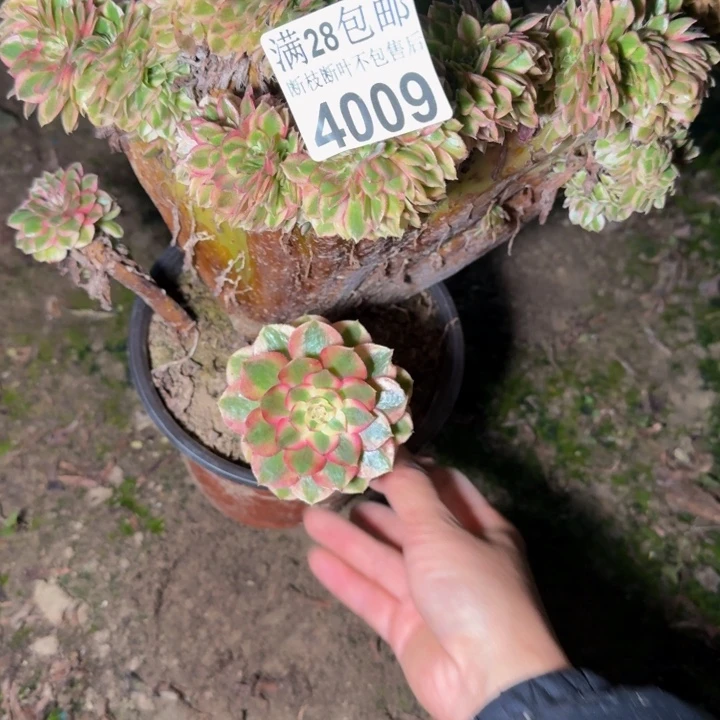 阿***彩4009荔枝缀多肉植物