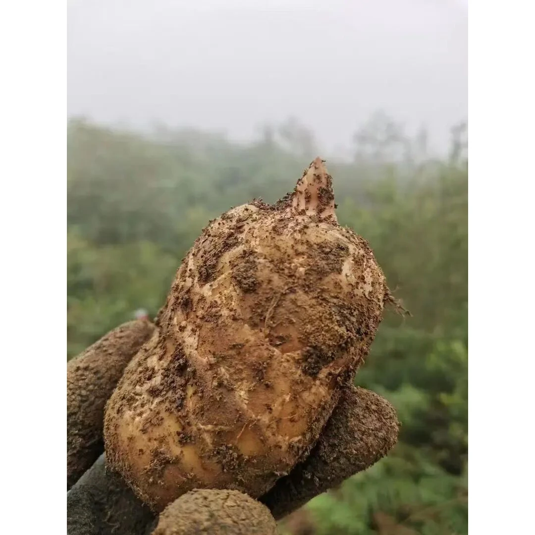 【正宗云南昭通小草坝新鲜乌麻】深山现挖现发 坏果包赔