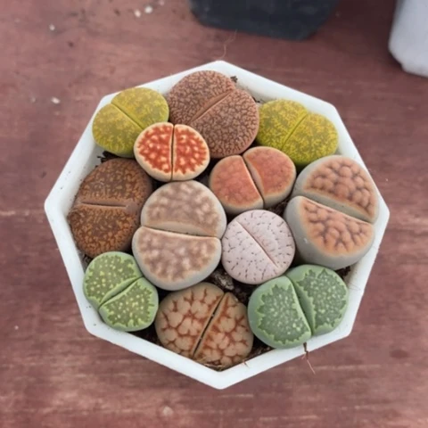 生石花群7仙人球