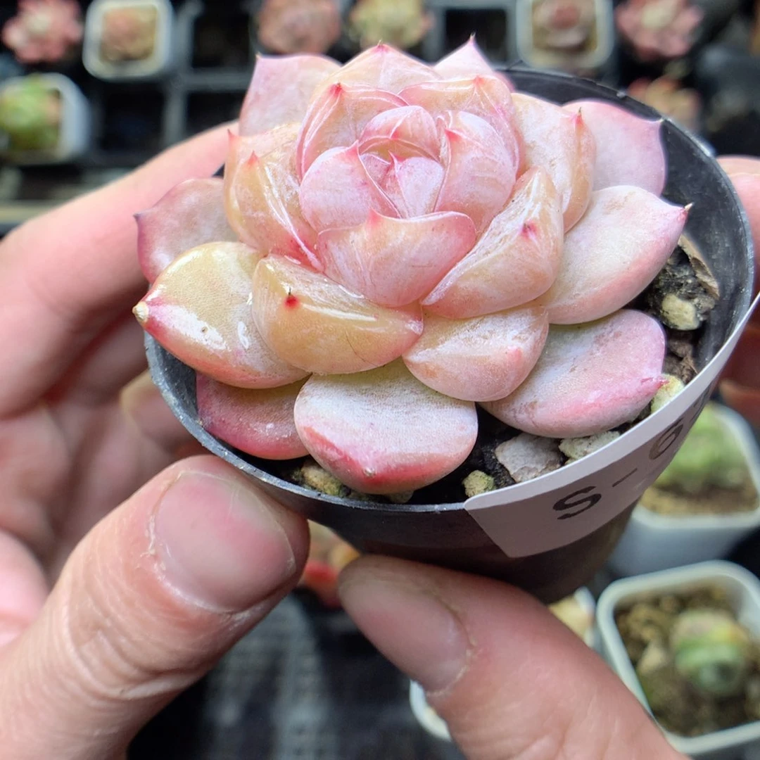 S61y y y y y y y y y