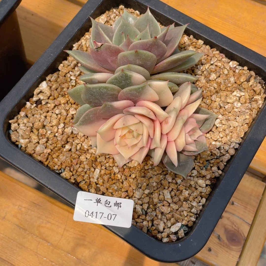 o****o0417-07-贝加尔湖锦差价。。。。。