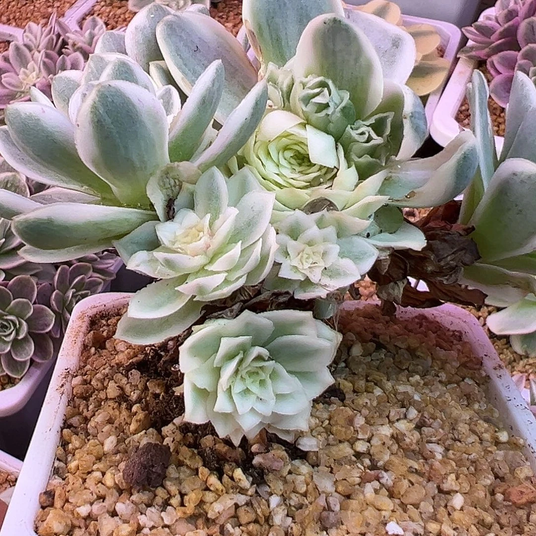 山地玫瑰锦秋夕1482号