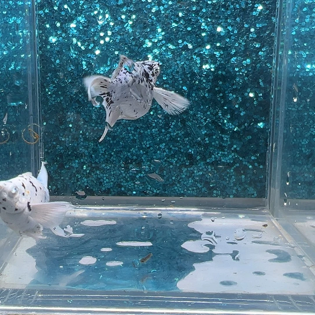 孔雀鱼奶牛玛丽一对0020