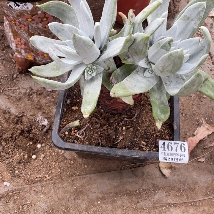 676号赛琳娜多肉植物