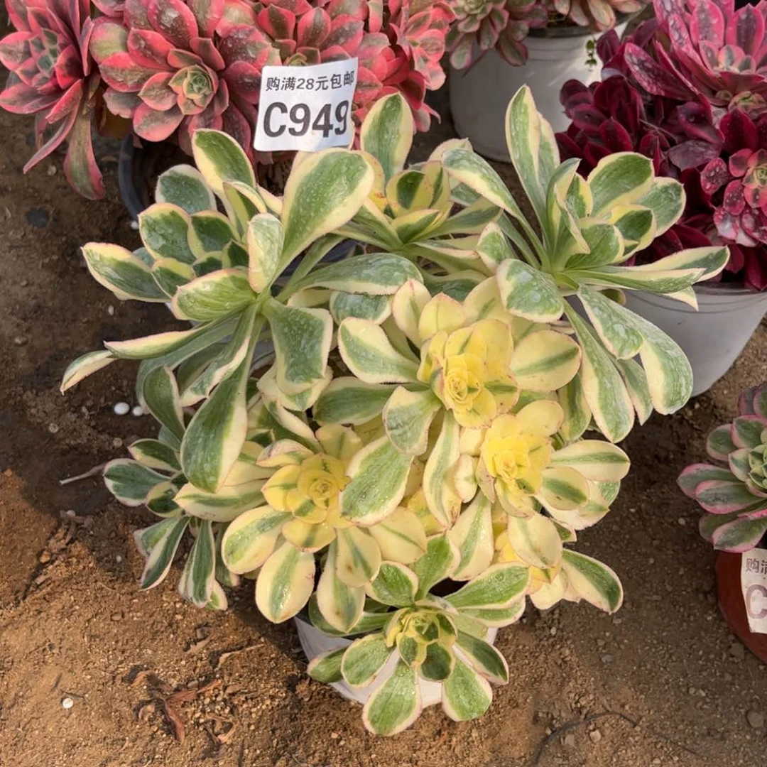 949多肉植物艳姿锦