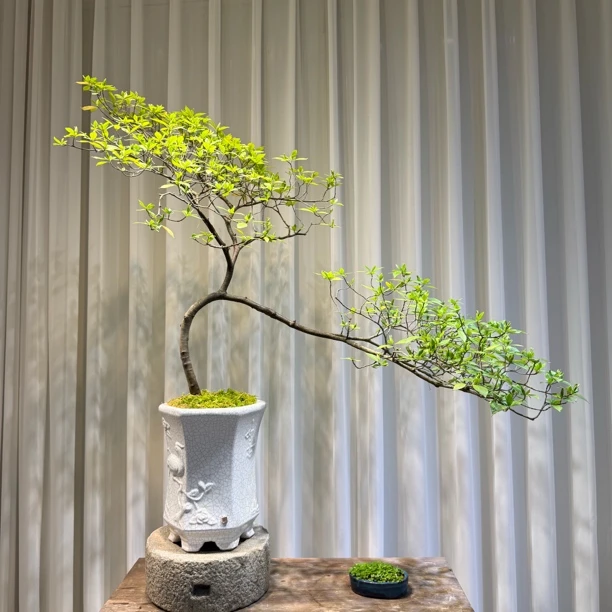 《澜园精品盆景》 海岛栀子花 一物一拍