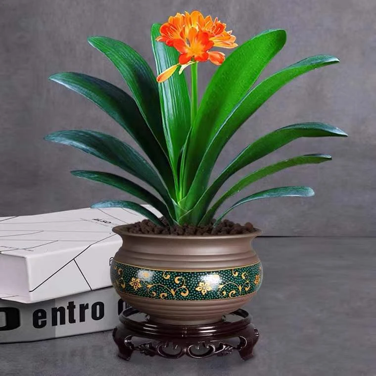 室内养植精品圆头和尚君子兰盆栽四季常青好养花卉