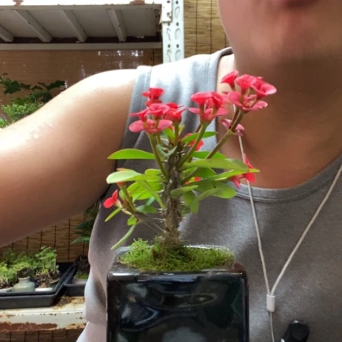 红陶一物一拍所见即所得117