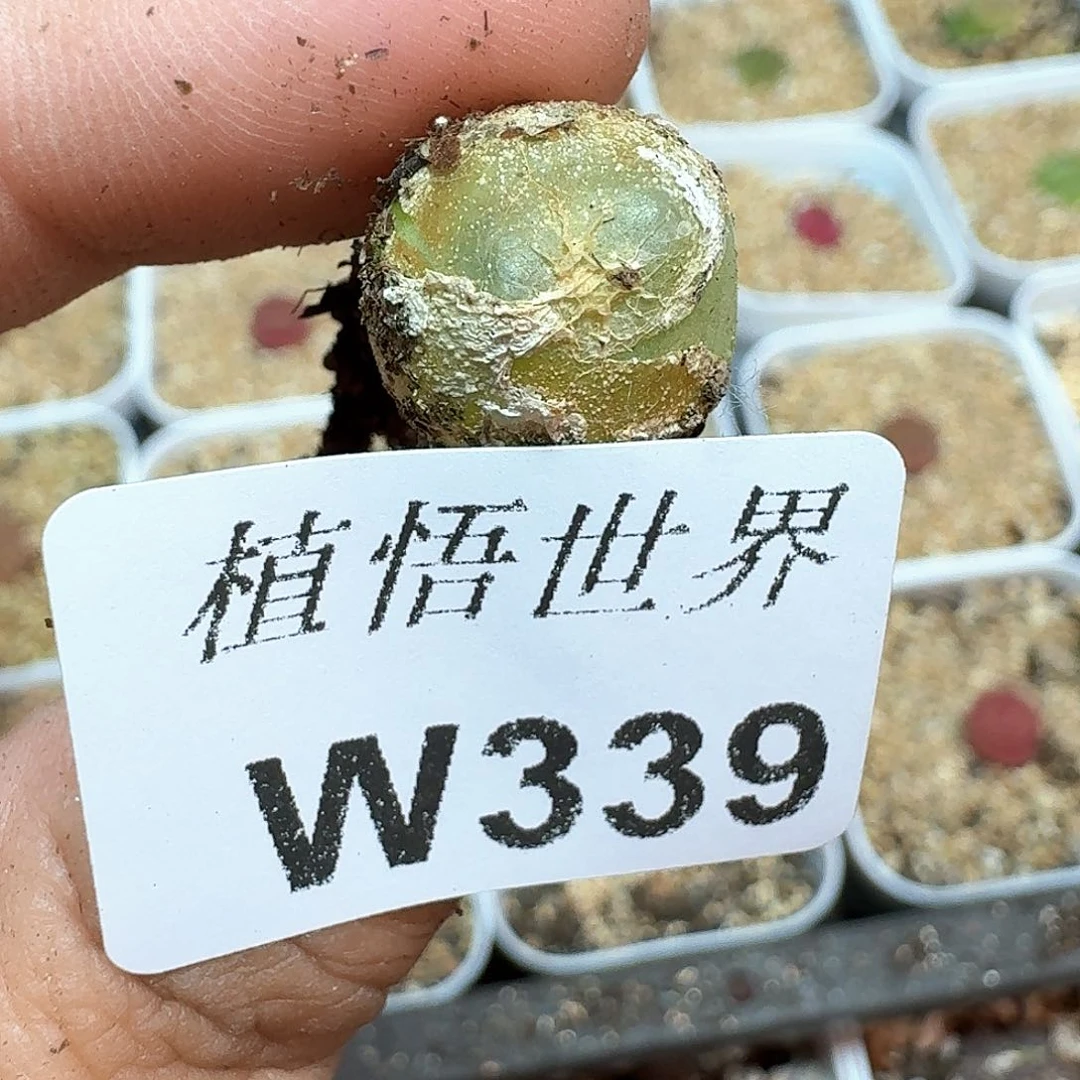 多肉植物的润泽额c g