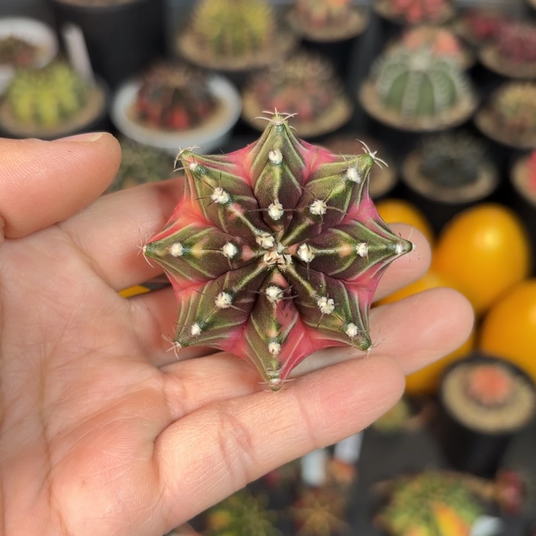 泰系米哈仙人球90号