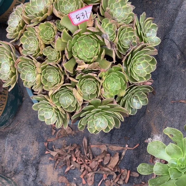 531半夏多肉植物法师