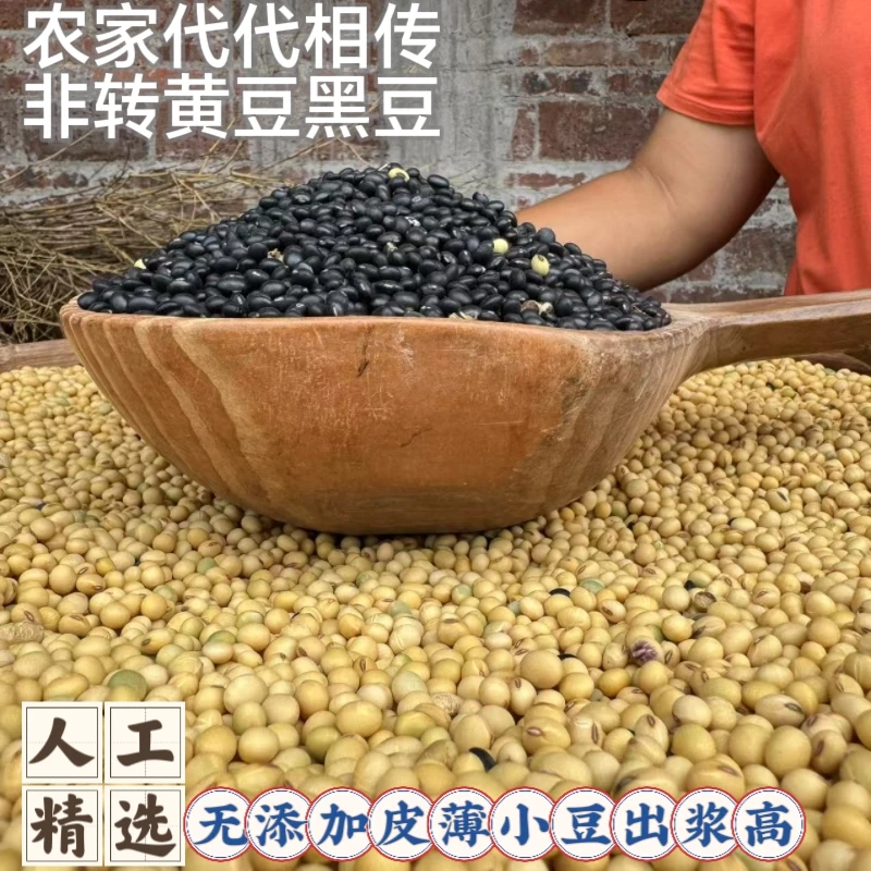 农家自种自销·初级农产品·黄豆小黑豆025年新豆 非转基因老品种