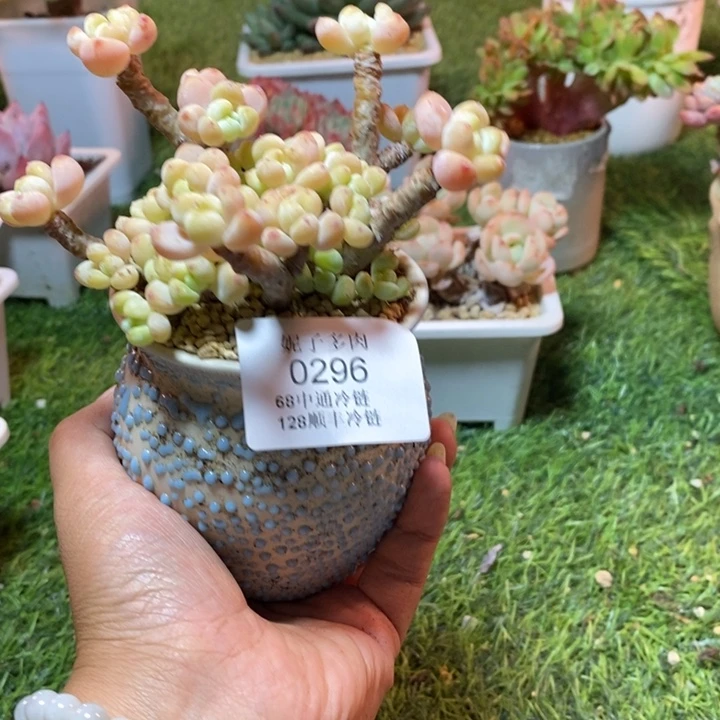 0296 不满68请拍冷链