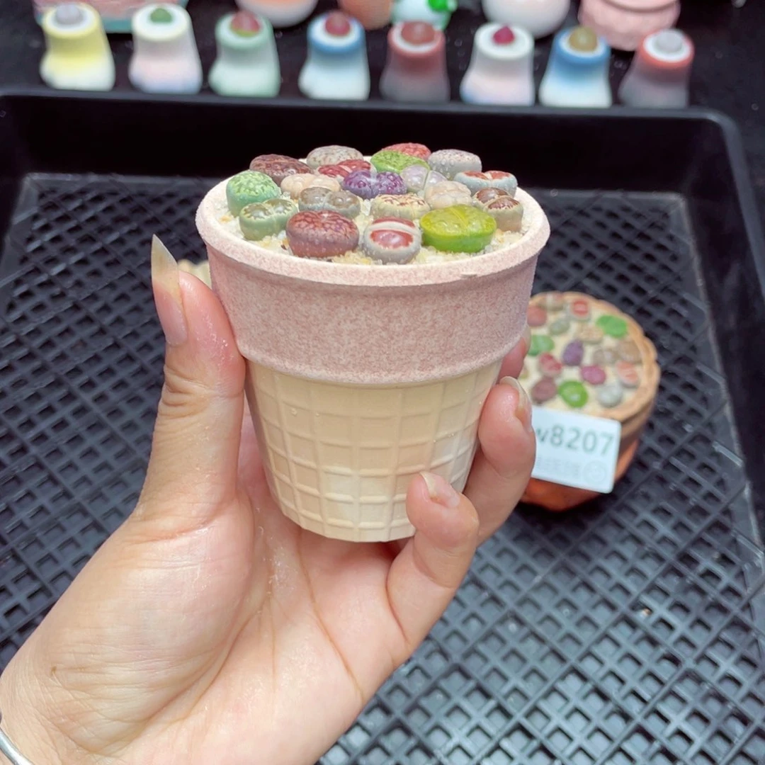 w8208 带盆土发货一物一拍