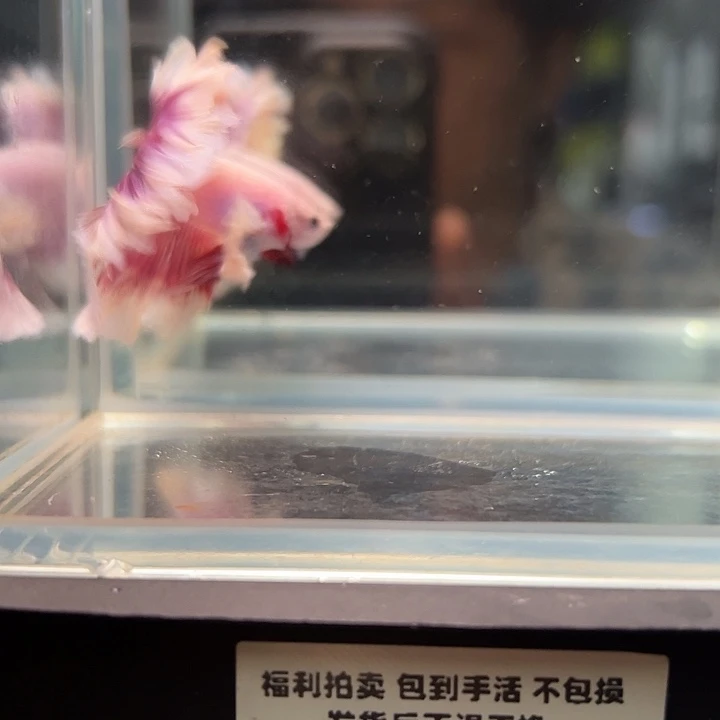 斗鱼满30元包邮29日70