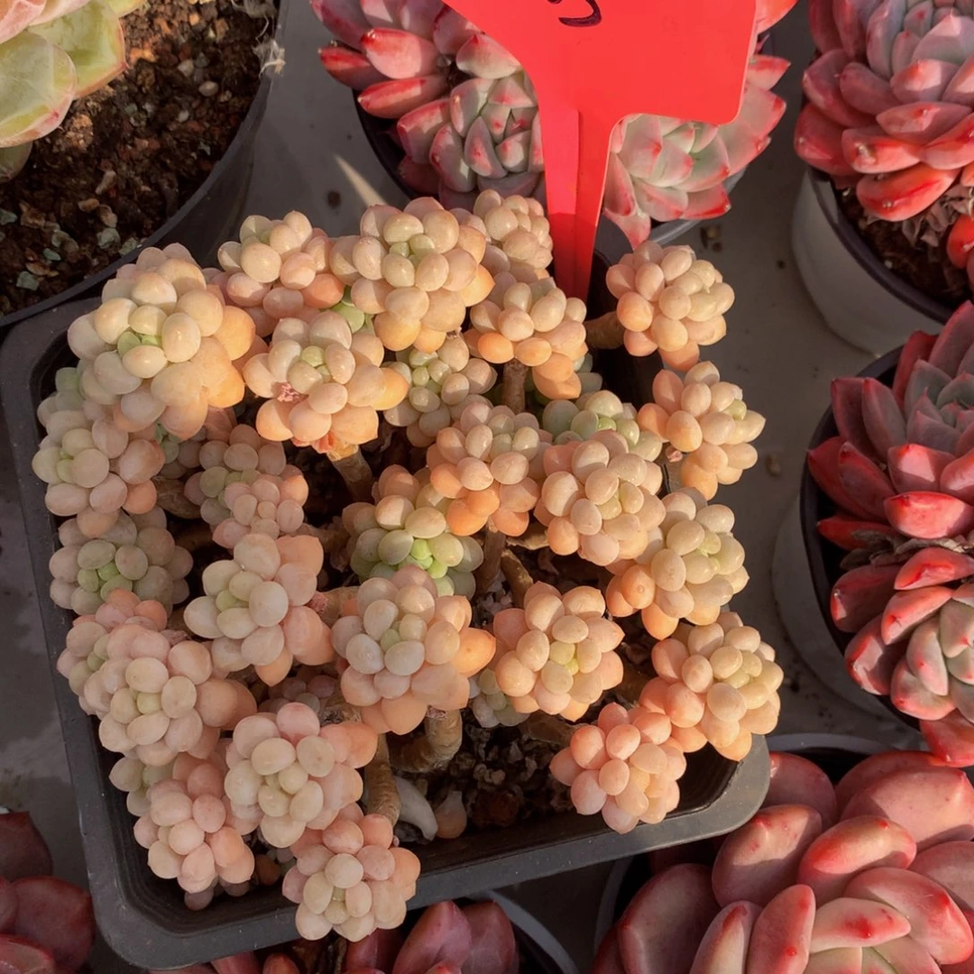 鱼子酱627272727737373