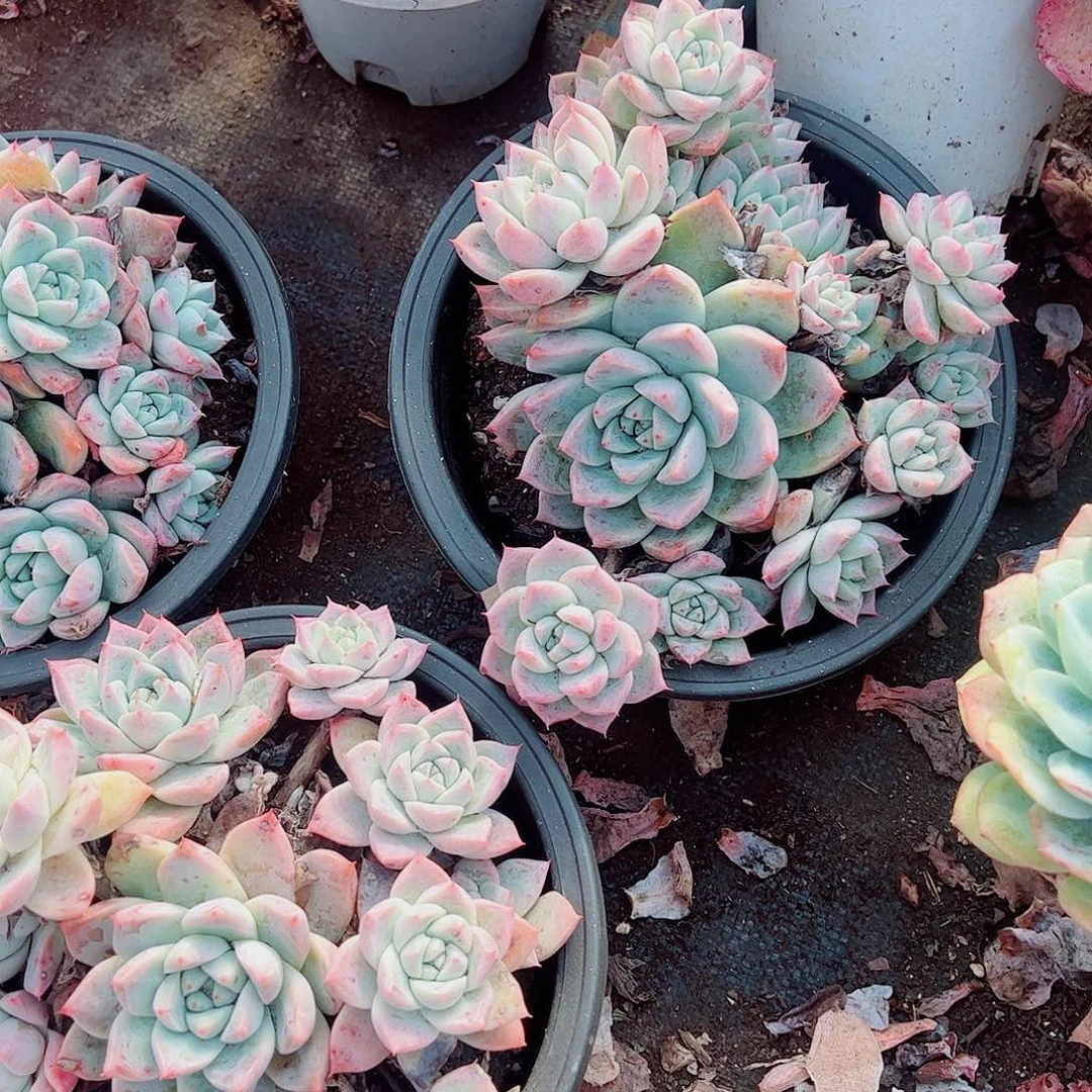 冰山美人多头群生老桩