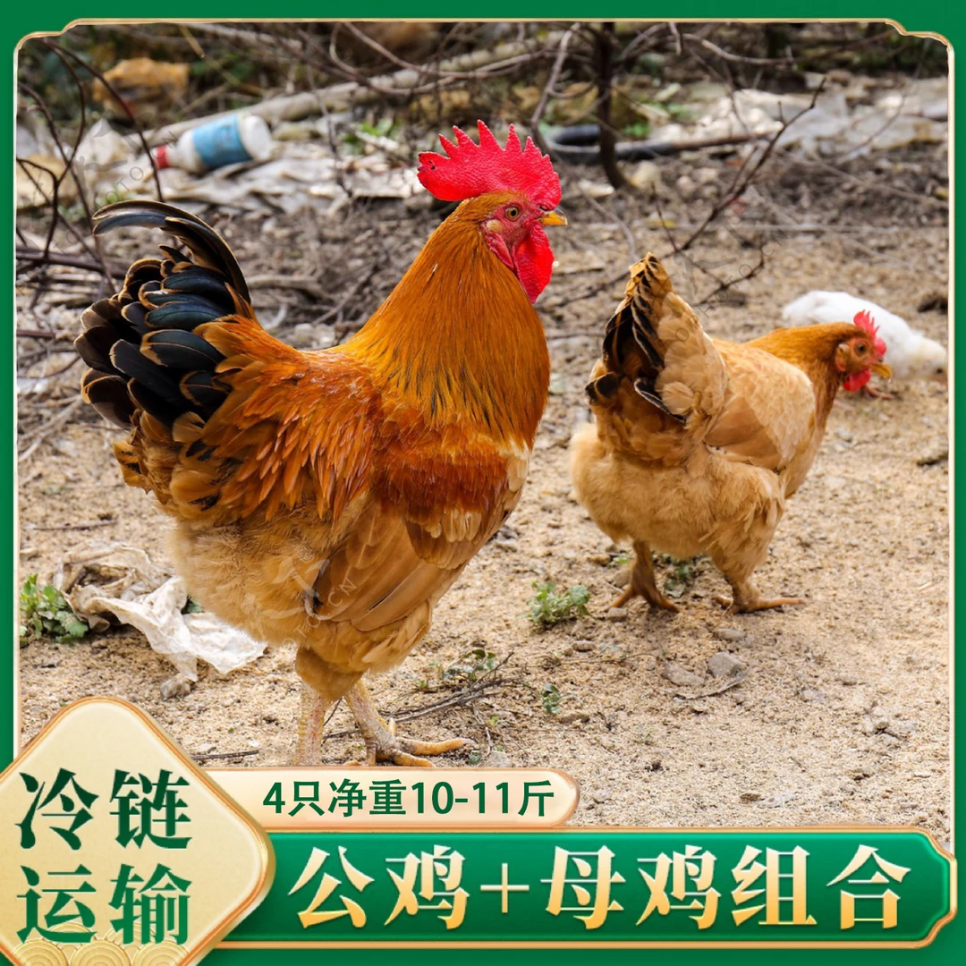 【大大】三只三年老母鸡+一只公鸡 到手4只净重10斤