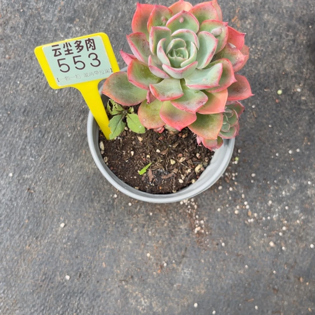 重***晚云尘多肉一物一拍553