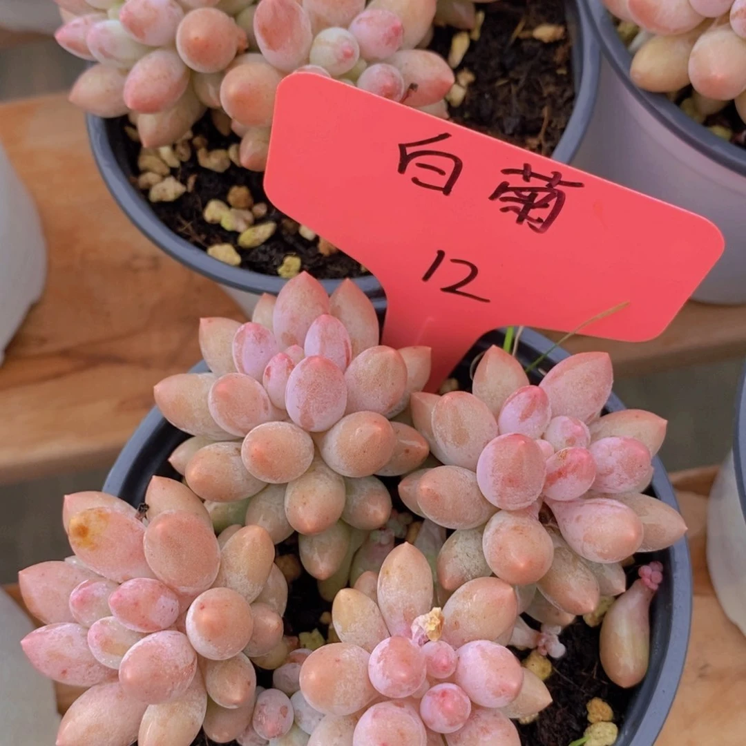 多肉植物，一物一拍，618专场