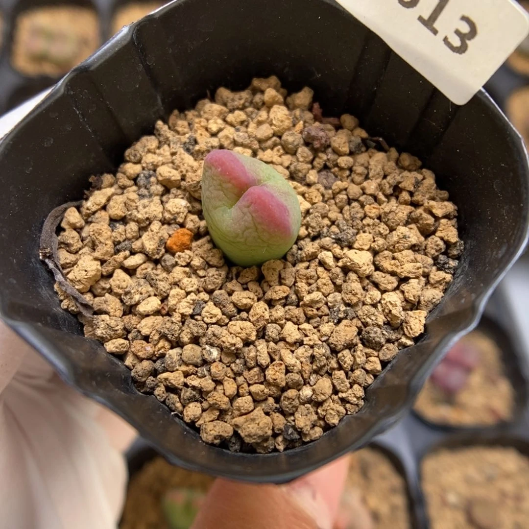 多肉植物肉锥杂交K-3613 将杂