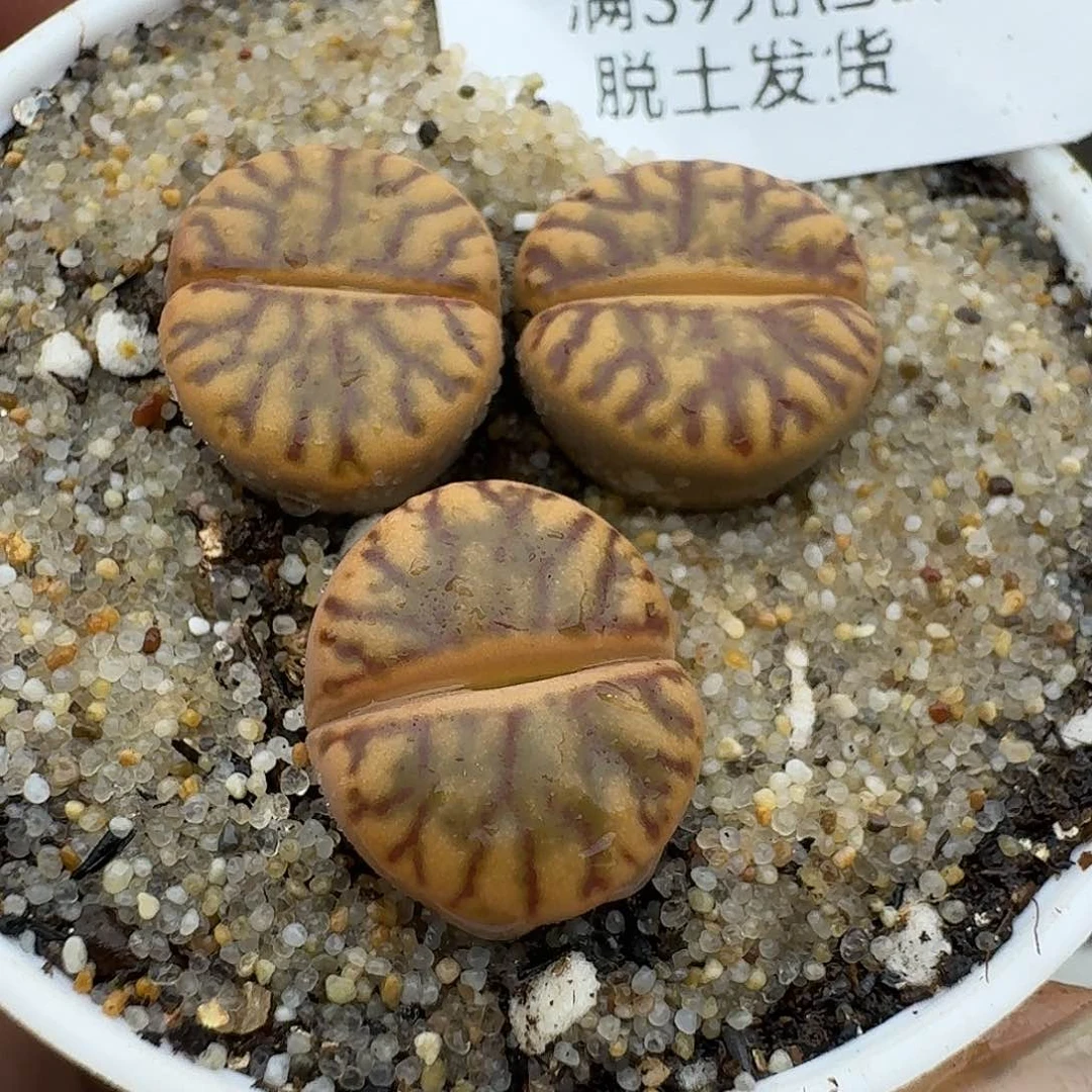 52多肉哈哈哈哈哈哈哈哈