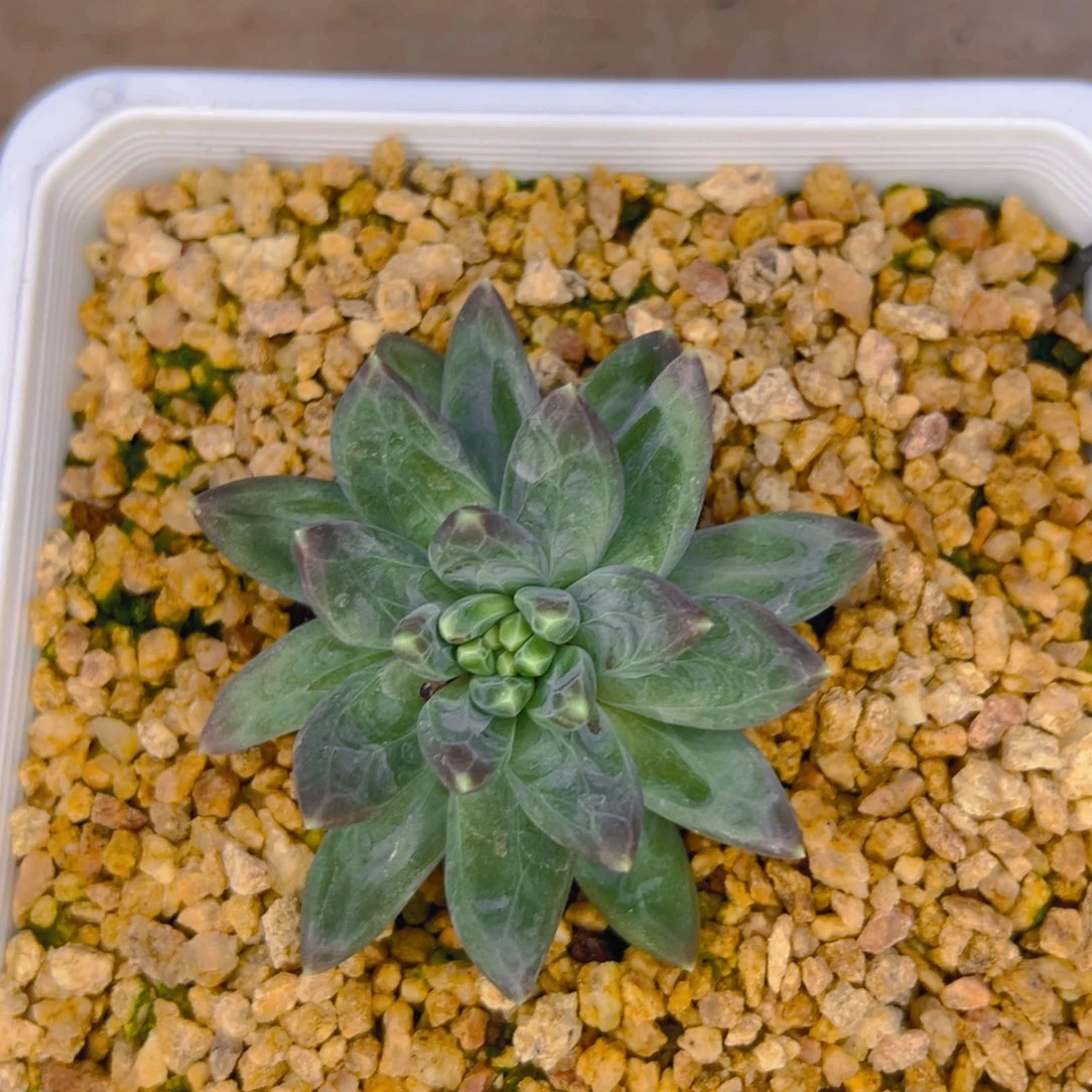 是**吖美人1111111111