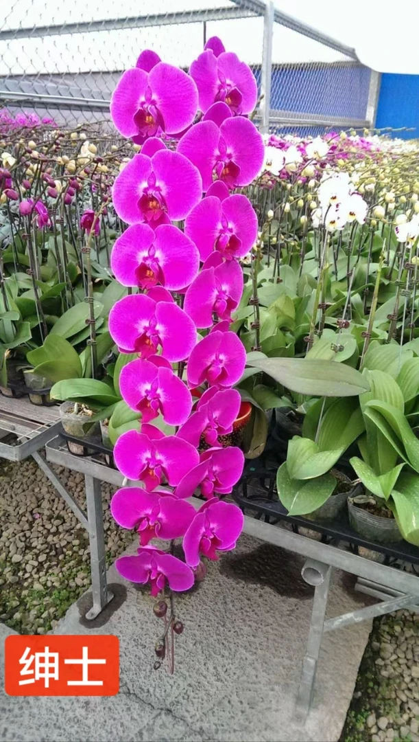 展会同款 超大花【绅士】1花剑 蝴蝶兰花期能开6-7个月左右